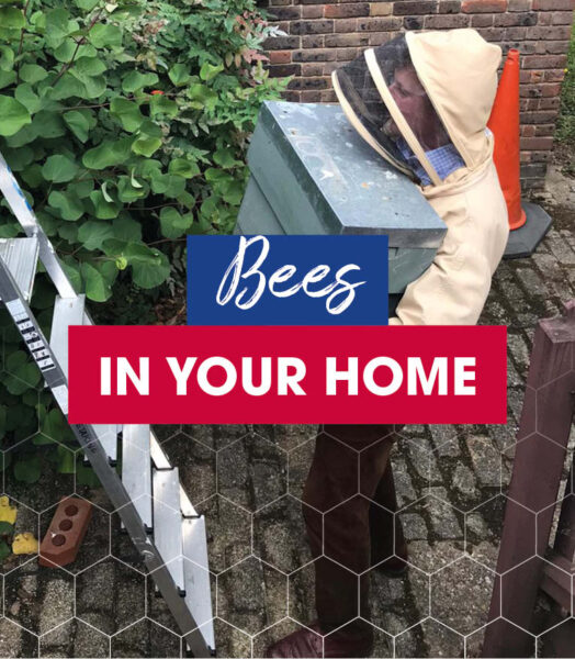 Bees in your home